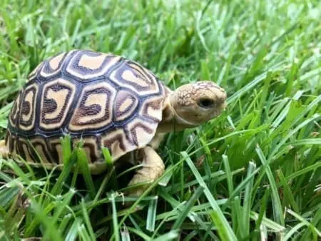 leopard tortoise for sale