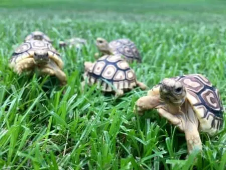 leopard tortoise for sale