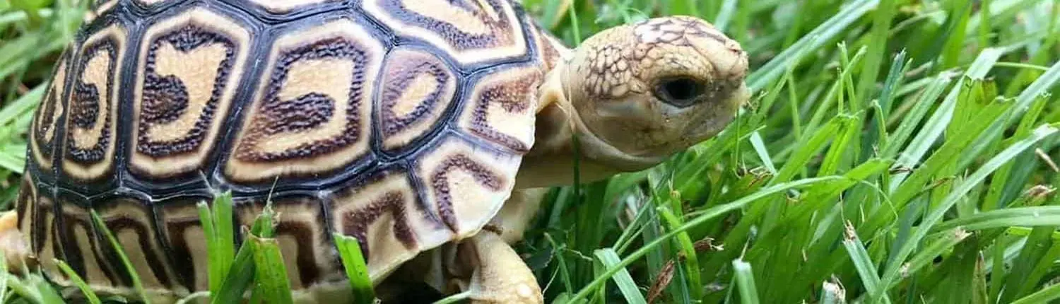 leopard tortoise for sale