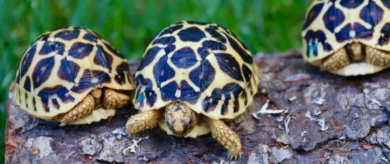 Indian Star Tortoise