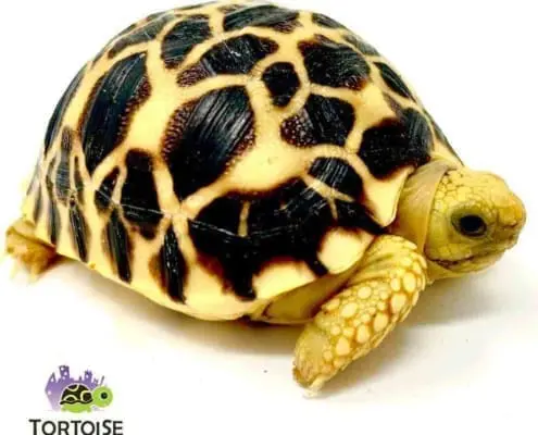 Burmese star tortoise for sale