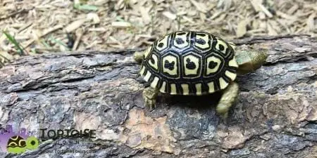 giant leopard tortoise