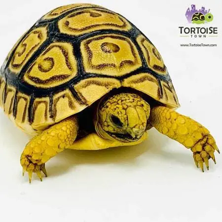leopard tortoise