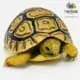 leopard tortoise for sale