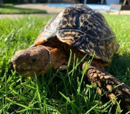 Giant leopard tortoise