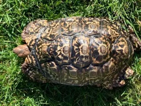 Pardalis Pardalis leopard tortoise