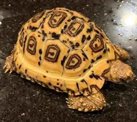 Pardalis Pardalis leopard tortoise for sale