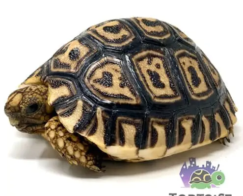 Pardalis leopard tortoise