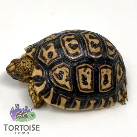 Pardalispardalisleopardtortoise