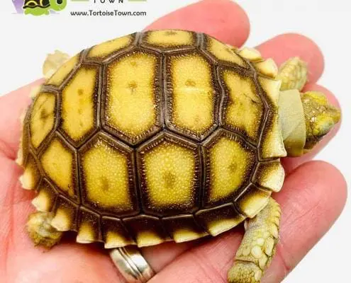 African Sulcata tortoise for sale