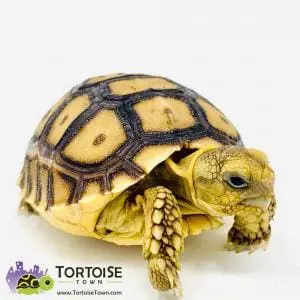 African Sulcata tortoise for sale