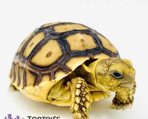 African Sulcata tortoise for sale