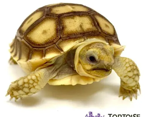 African Sulcata tortoise for sale