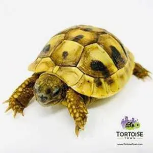 Hermann's tortoise