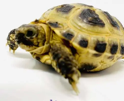Russian tortoise breeders near me