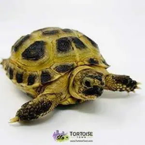Captive bred Russian tortoise