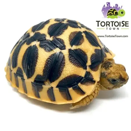 Sri Lankan Star tortoises for sale