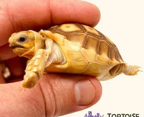 Sulcata for sale
