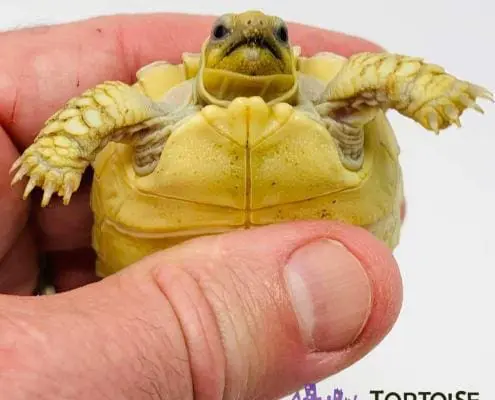 Sulcata for sale online
