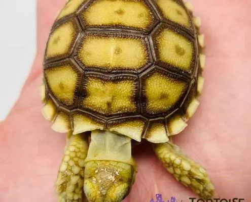 Sulcata tortoise