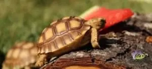 Sulcata tortoise care