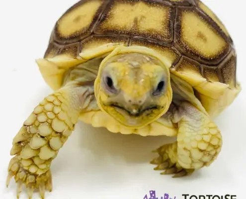 Sulcata tortoise for sale