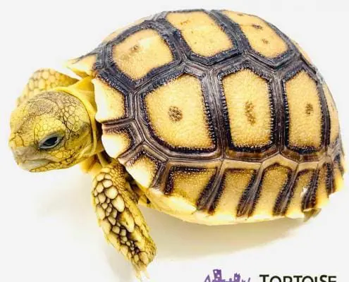Sulcata tortoises for sale