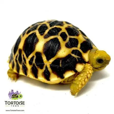 baby Burmese Star tortoise