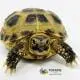 baby Russian tortoise