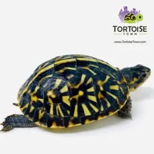 common box turtle for sale