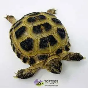 Russian turtle for sale