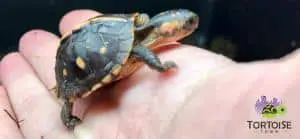 box turtle for sale