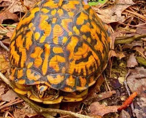box turtle for sale