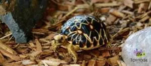 Burmese star tortoise for sale