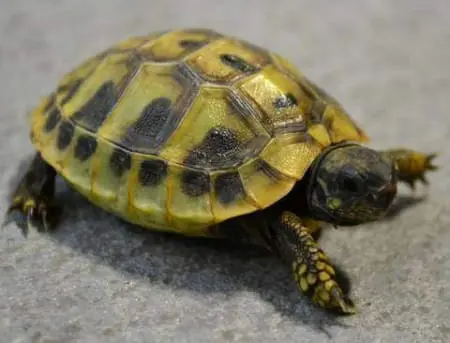 hermann's tortoise for sale