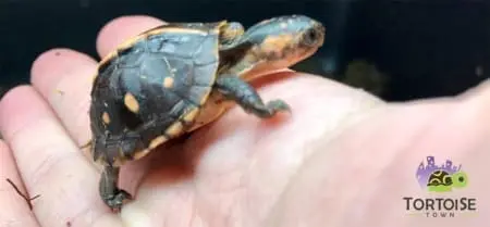 Eastern Box Turtle For Sale - Image 12
