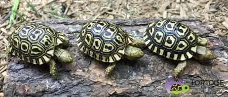giant south african leopard tortoise