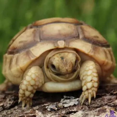 Golden Greek tortoise