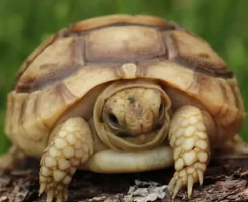 golden greek tortoise