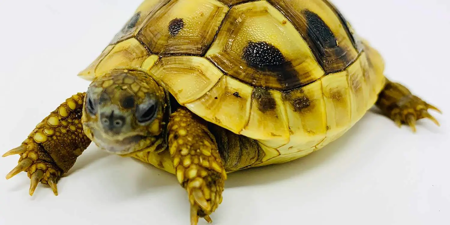 Hermann's tortoise for sale