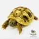 Hermann tortoise for sale