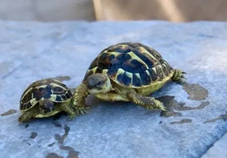 hermanns tortoise for sale