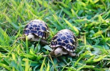 burmese star tortoises
