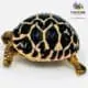 tortoise near me