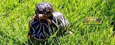 indian star tortoise