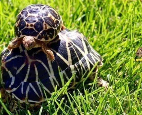 indian star tortoise