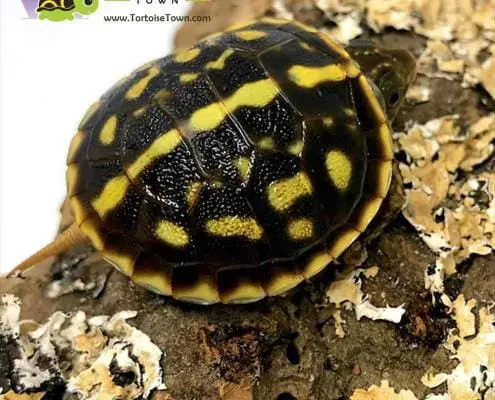 ornate box turtle breeders