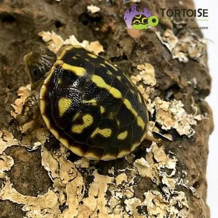 ornate box turtles for sale