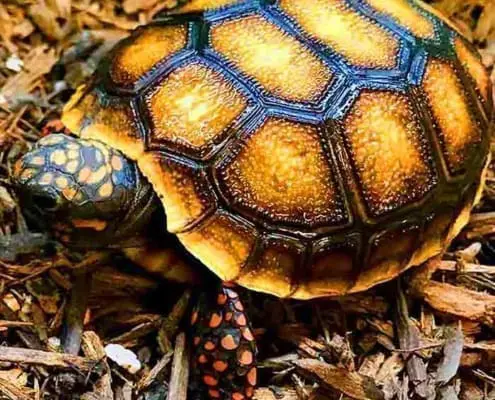 red footed tortoise for sale