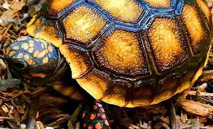 medium sized tortoise species